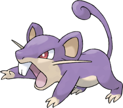 rattata